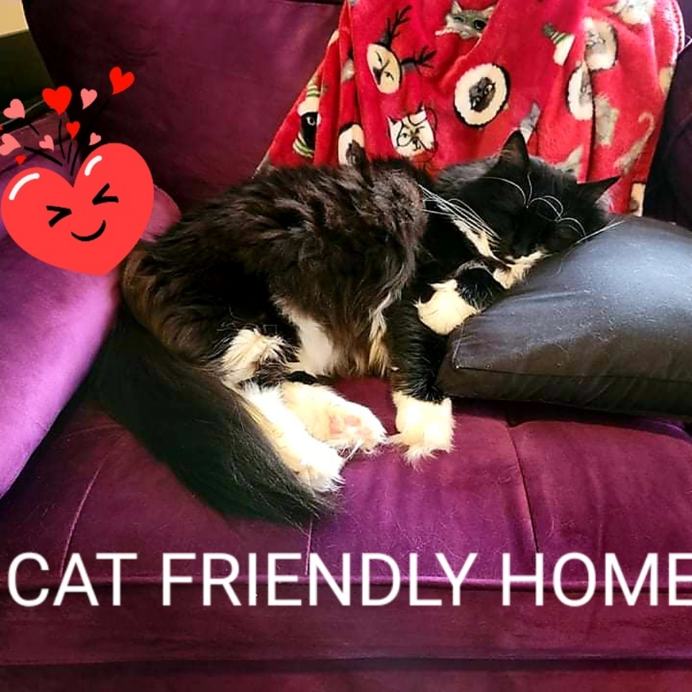 ALL ITEMS ARE CLEAN AND CAT FRIENDLY!!